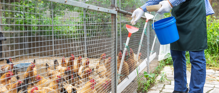 合肥养鸡场环境卫生检测报告去哪办？