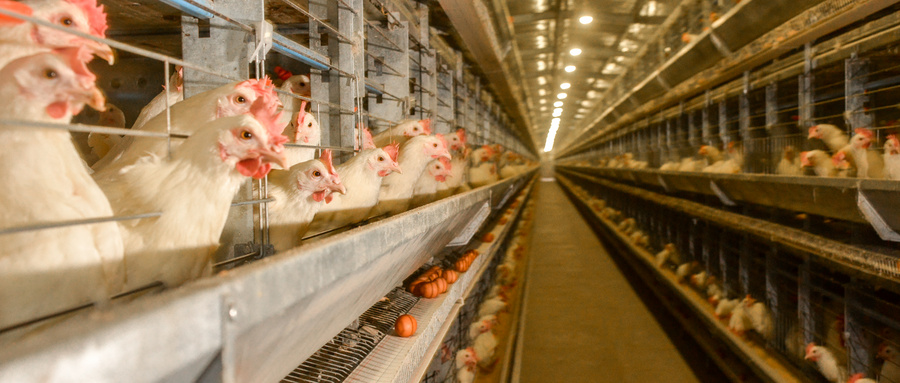 养鸡场办理环境卫生检验报告大概多少钱？