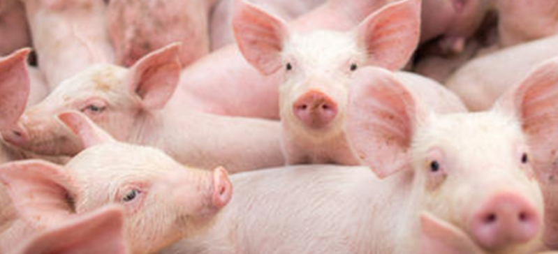 猪饲料办理出厂检验报告需要注意哪些问题？