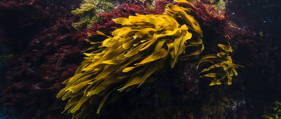 出具一份海藻质量检测报告价格是多少？