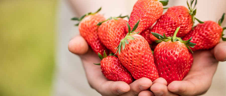大棚草莓销售如何办农残检测报告？