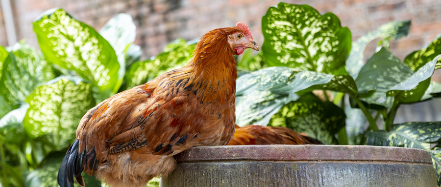养殖场鸡肉需要什么检疫证明才能卖？鸡肉检验检疫