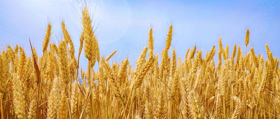 小麦卫生指标主要检验哪几项？