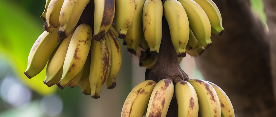 香蕉农残检测需要准备哪些材料？怎么收费的？