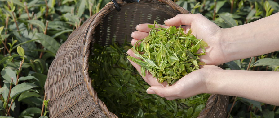 绿茶检测指标要求有哪些？绿茶检测标准是什么？