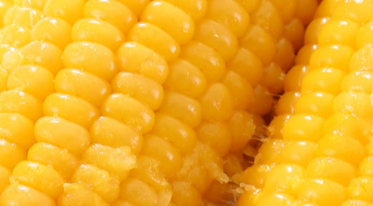 检测优质蛋白玉米主要有哪些指标及流程？