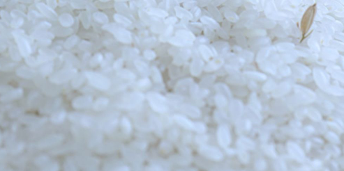 大米出厂检测流程及规范是怎样的？哪里能做大米检测质量