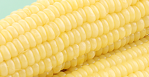 优质蛋白玉米执行标准有哪些？