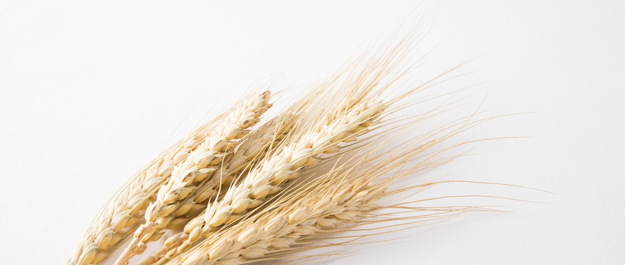 食用大麦检测报告可以找哪家机构办理？