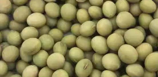 大豆种子质检都包括哪些内容？大豆种子质量标准