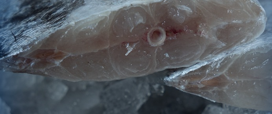 冻带鱼出厂销售要办理检测报告怎么办？
