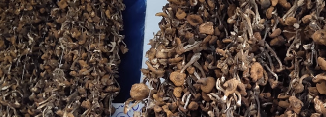 榛蘑干制品质量检测项目有哪些？