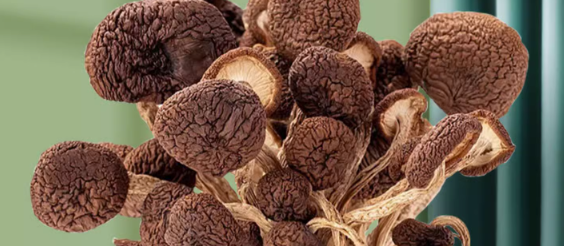 茶树菇质量标准是多少？茶树菇质检机构有哪些？
