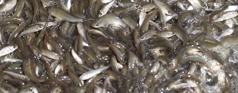 水产鱼类检测报告有效期是多久？