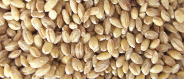 如何检测大麦不完善颗粒？要花多少钱做检测