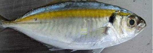 调味生鱼干检测执行标准是什么？