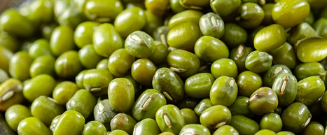 绿豆质量怎样检测？绿豆送检流程及费用清单