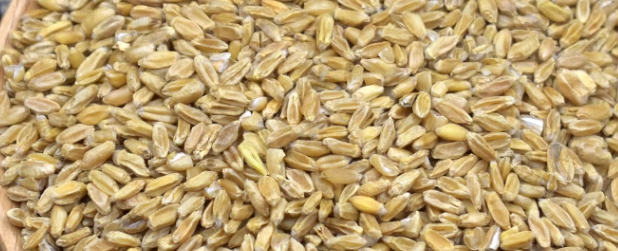 哪些单位出具小麦品质检测报告？
