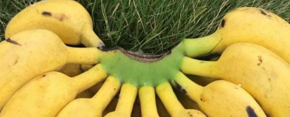 香蕉入驻超市怎么办理质检报告？