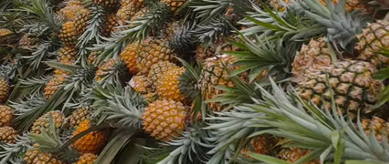 菠萝出厂检测需要准备哪些材料？