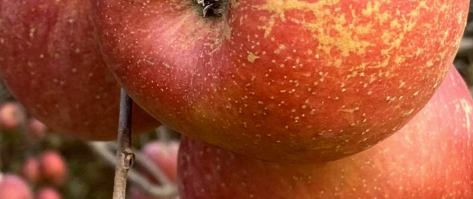 苹果农残检测项目共有多少项？