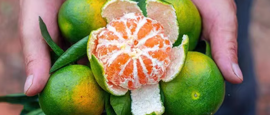 柑橘检测项目有哪些？柑橘检测机构如何找