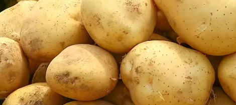 马铃薯农残检测标准是什么