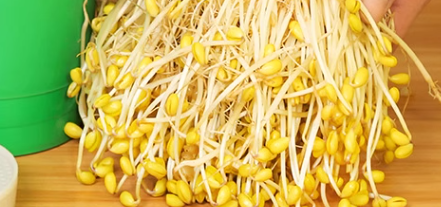 豆芽农残检测国家标准是什么？