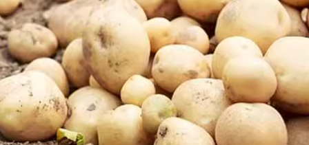 第三方土豆农残检测机构怎么找？