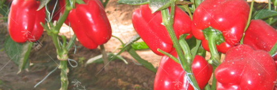 第三方甜椒农残检测执行标准是什么？