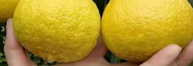 柠檬柚检测项目是什么？检测标准有哪些