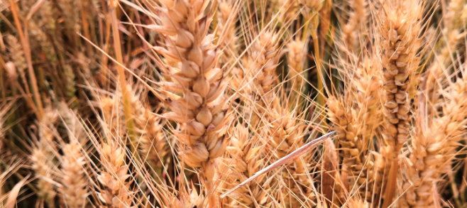 办理小麦检测报告最新检测项目和标准